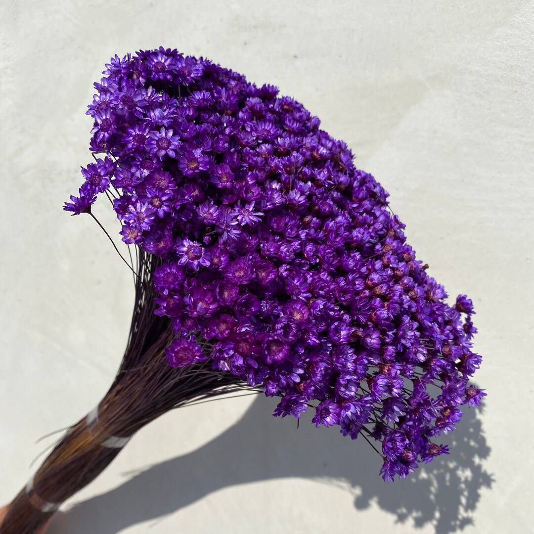 Dried Star Flowers Dried Flowers Wedding Flowers Flower Etsy Australia