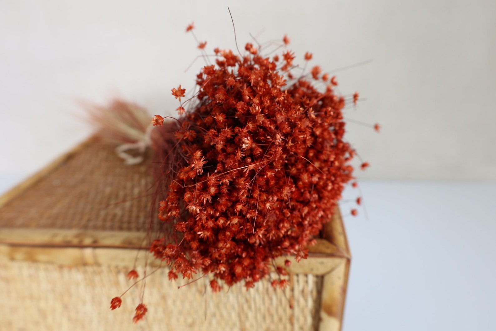 Dried Star Flowers Dried Flowers Wedding Flowers Flower Etsy