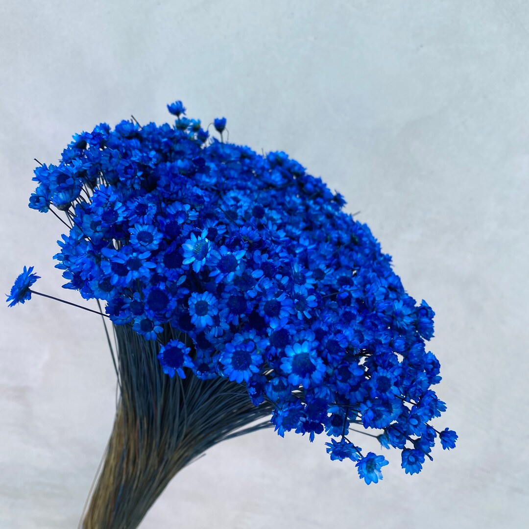 Dried Star Flowers, Dried Flowers, Wedding Flowers, Flower Bouquets