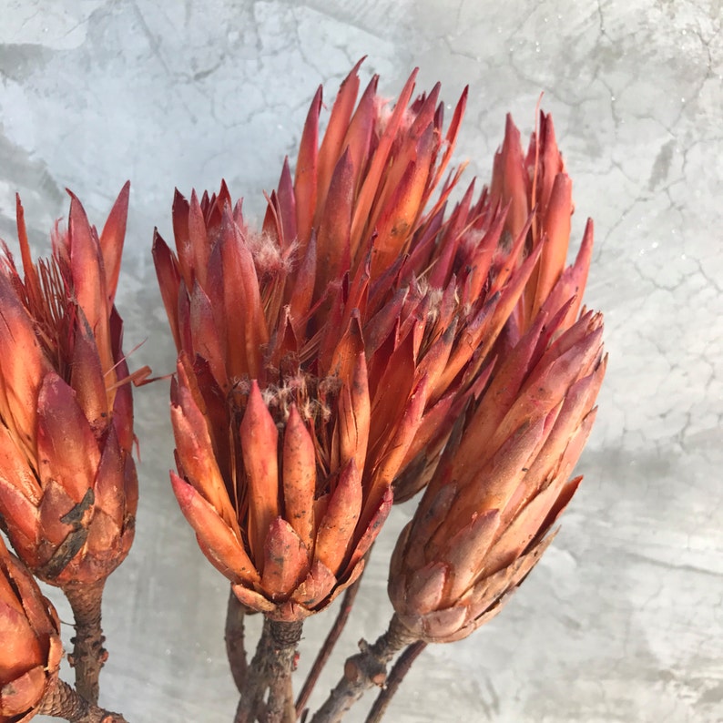 Dried Protea Repens Flowers Dried Flowers Wedding flowers