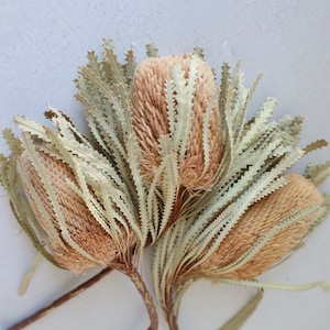 Banksia Bush, Dried Flowers, Banksia Preserved, Dried Banksia, Dried Banksia flowers, protea flowers, Bouquets, Wedding Decor, Gifts