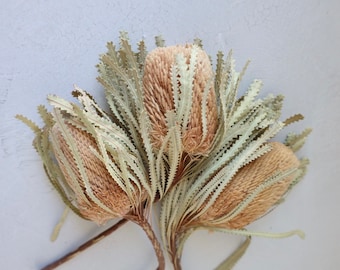 Banksia Bush, Dried Flowers, Banksia Preserved, Dried Banksia, Dried Banksia flowers, protea flowers, Bouquets, Wedding Decor, Gifts