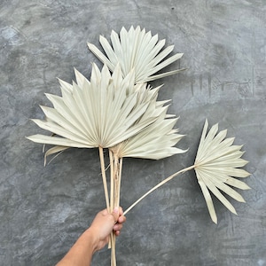 Dried Sun Palm Leaf Fans, Dried Flowers, sun palm leaves, wedding flowers, home decor. 16" Tall. 5 pieces per 1 order