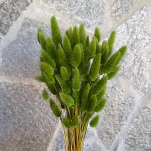 Lagurus Flower Bush, Dried Flowers,  Wedding Flowers, bunny tails flowers, Naturally Dried