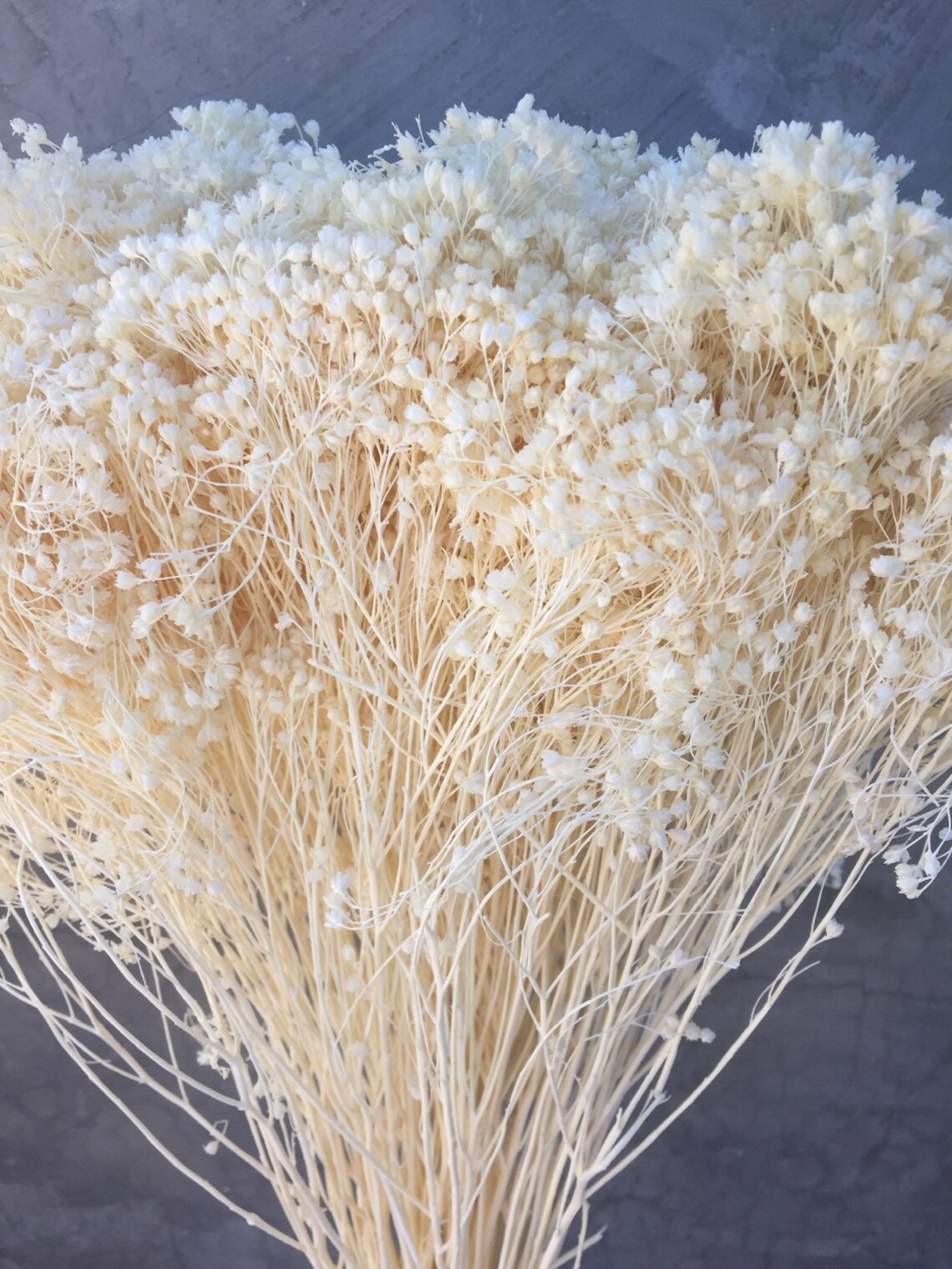 Dried Baby's Breath Dried Gypsophila Bloom Dried Etsy