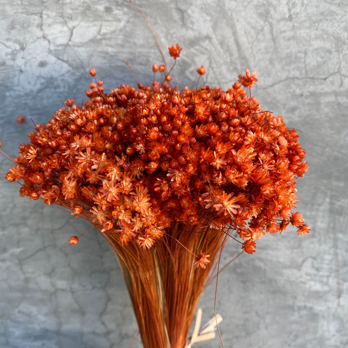 Dried Star Flowers Dried Flowers Wedding Flowers Flower Etsy