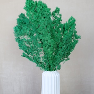 Preserved Ming Fern, Asparagus Fern, Dried Flowers, Ming Fern, Everlasting Flowers, Home Decor, Wedding Flowers, Dried Fern
