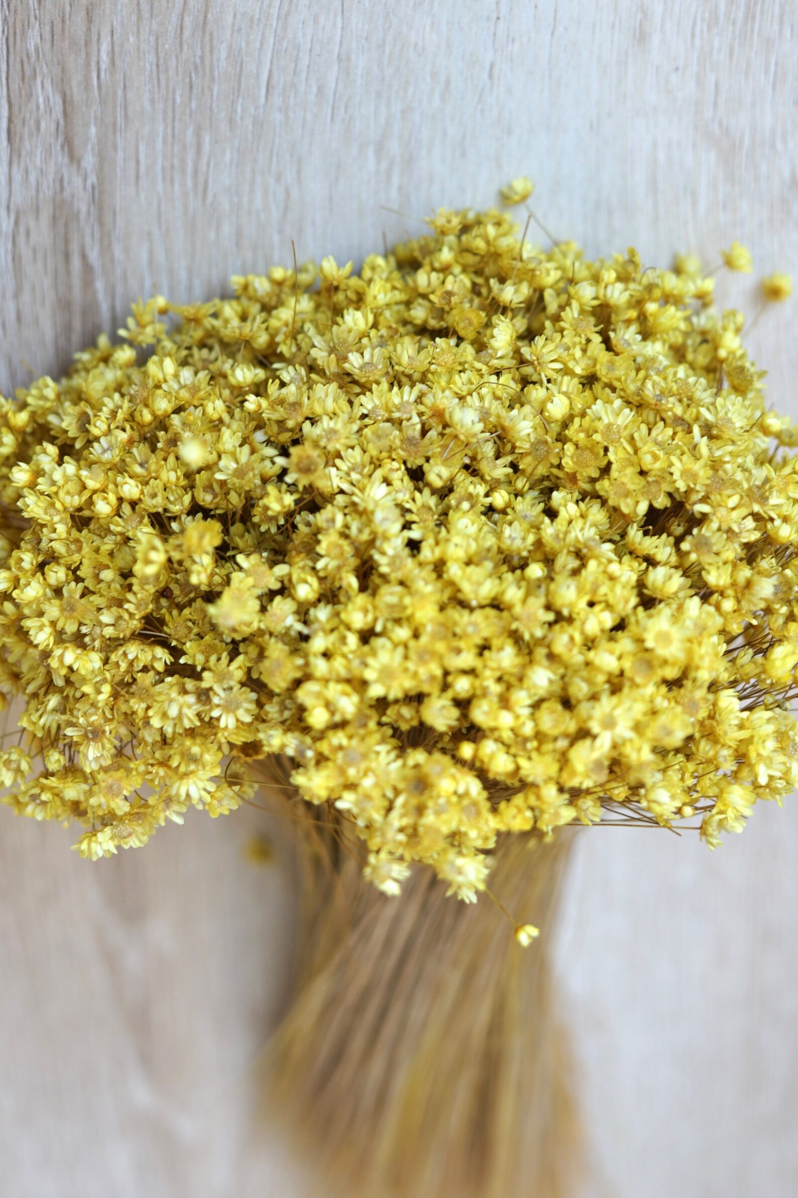 Dried Star Flowers Dried Flowers Wedding Flowers Flower Etsy