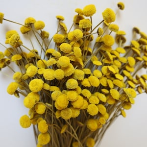Floral Button, Dried Floral Button Natural, Dried Flowers, Preserved Flowers, Wedding flowers, Home decor, Gifts, Bridal Bouquets