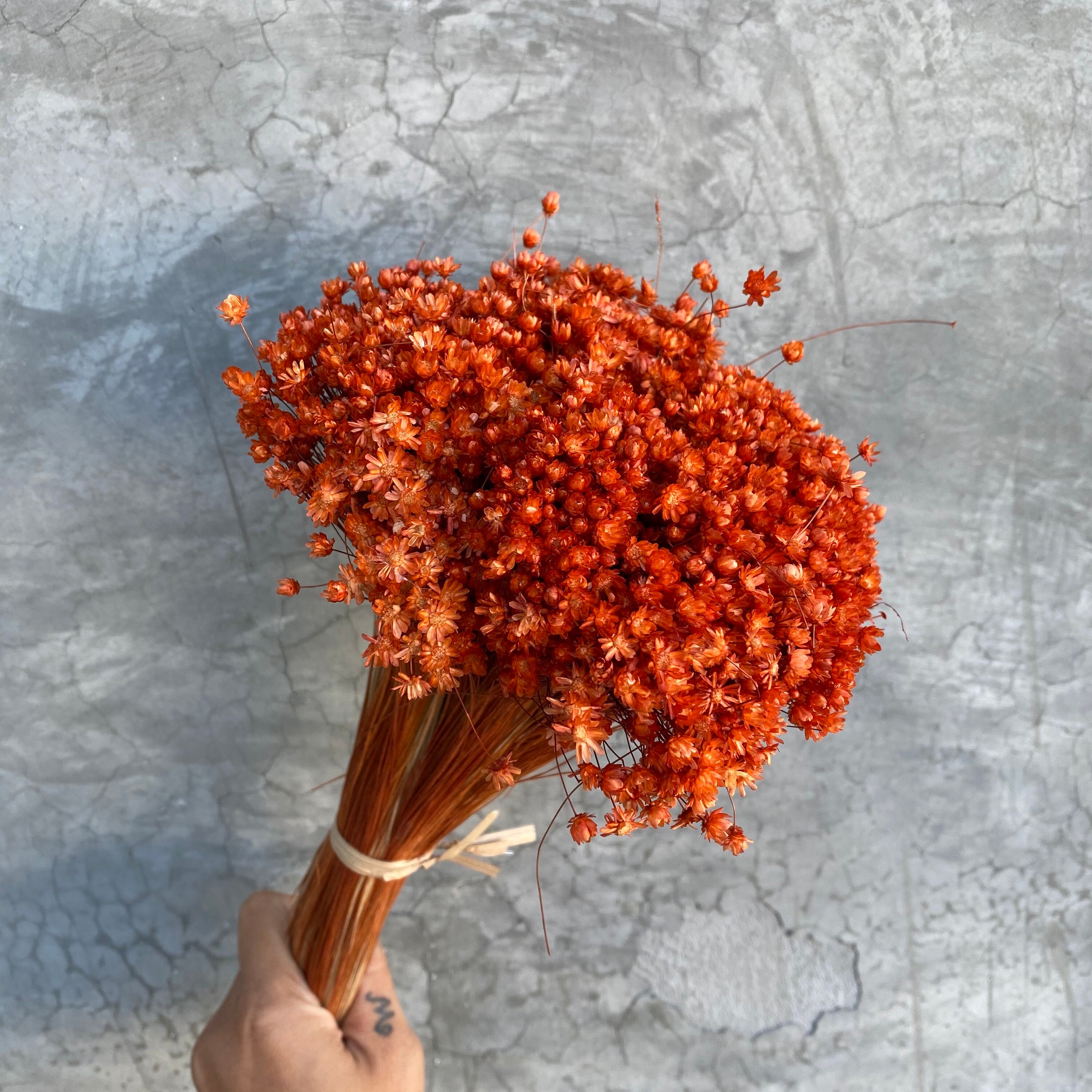 Dried Star Flowers Dried Flowers Wedding Flowers Flower Etsy