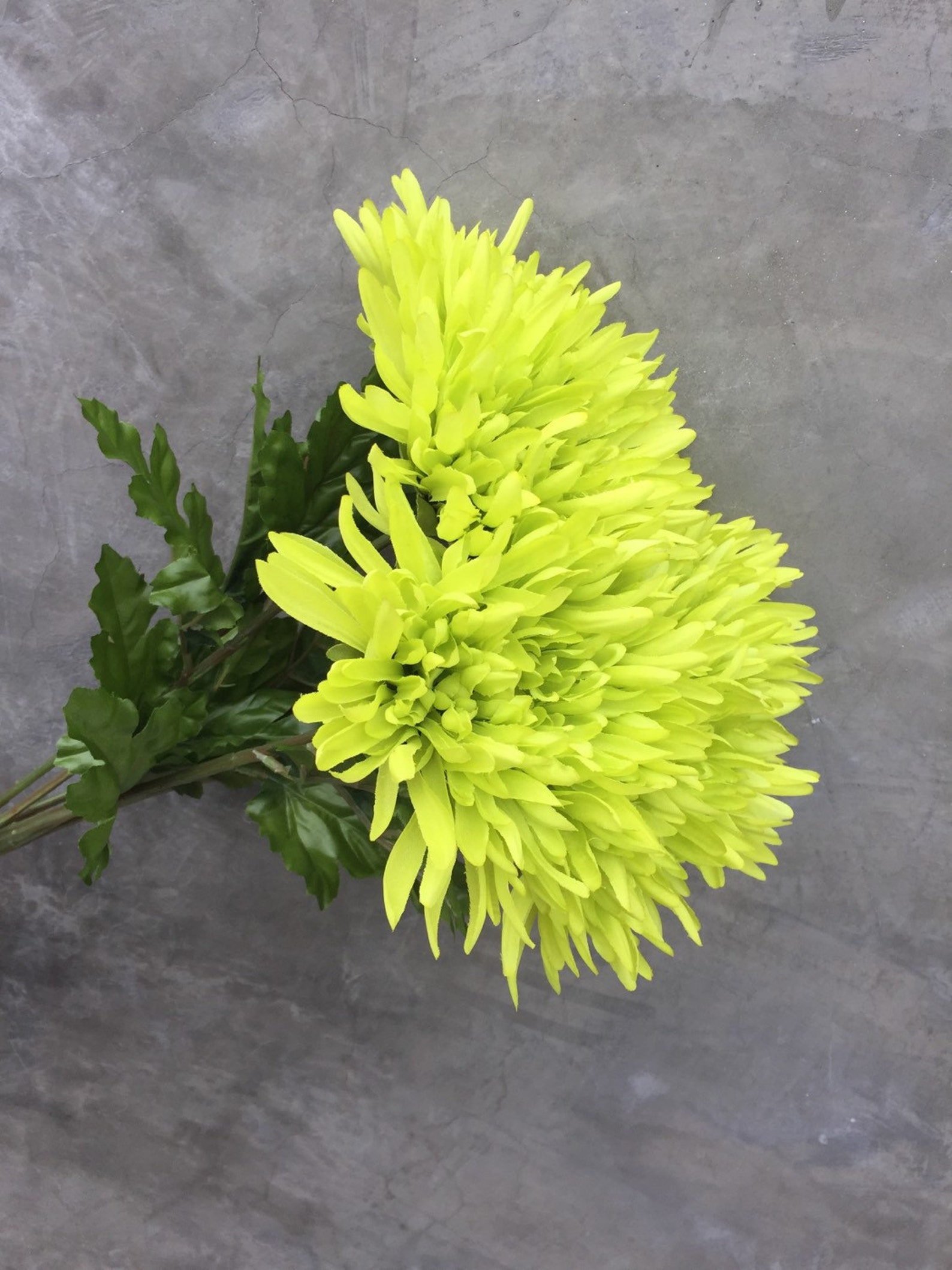 Lime green spider mums Spider Mums Mums Wedding Flowers | Etsy