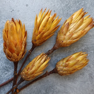 Dried Protea Repens Flowers, Dried Flowers, Wedding flowers, Home decor