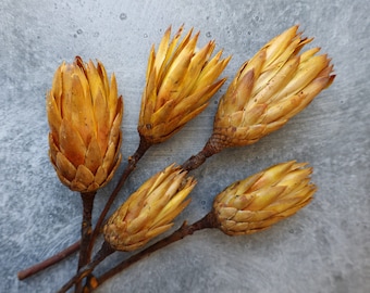 Dried Protea Repens Flowers, Dried Flowers, Wedding flowers, Home decor