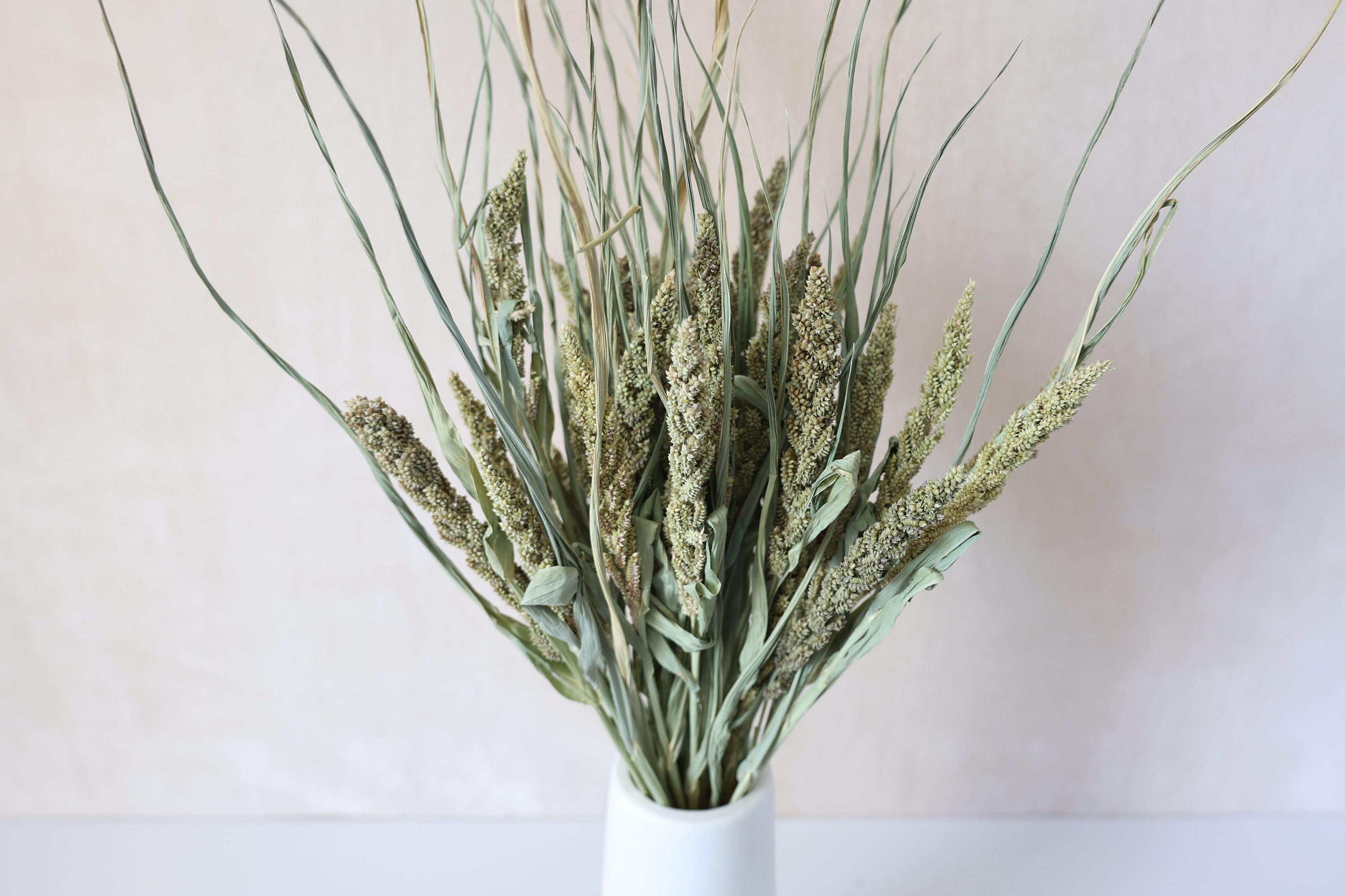 Dried Setaria Grass Wine Color, Dried Flowers, Dyed Grass, Dried Plants,  Natural Grass 