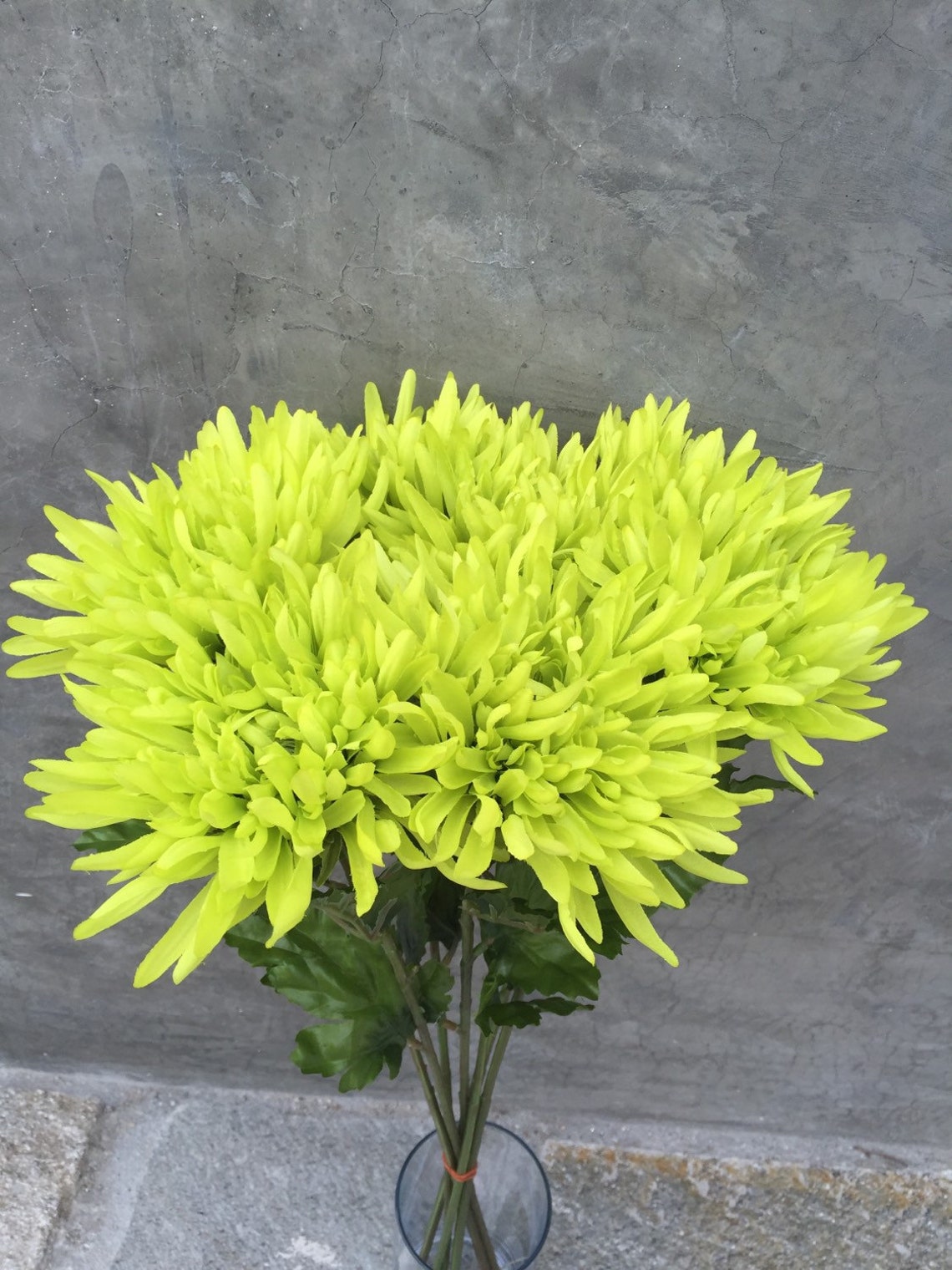 Lime green spider mums Spider Mums Mums Wedding Flowers | Etsy