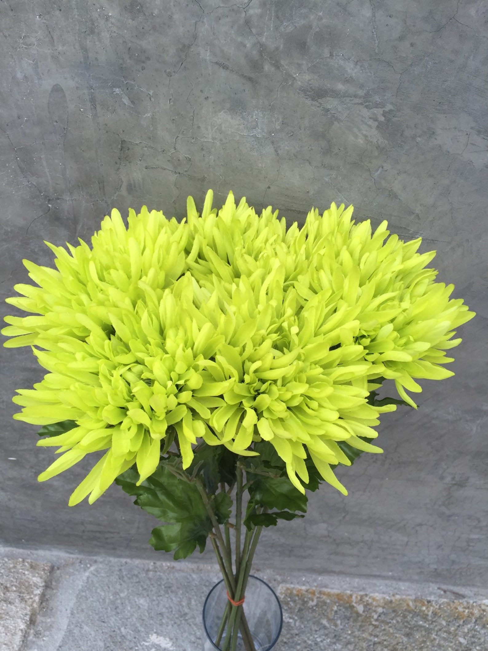 Lime green spider mums Spider Mums Mums Wedding Flowers | Etsy