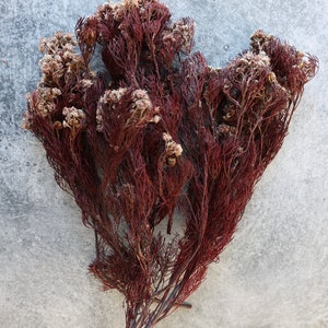 Serunia Bush, Dried Flowers, Serunia Preserved, Wedding flowers, Dried Serunia flowers,  fillers