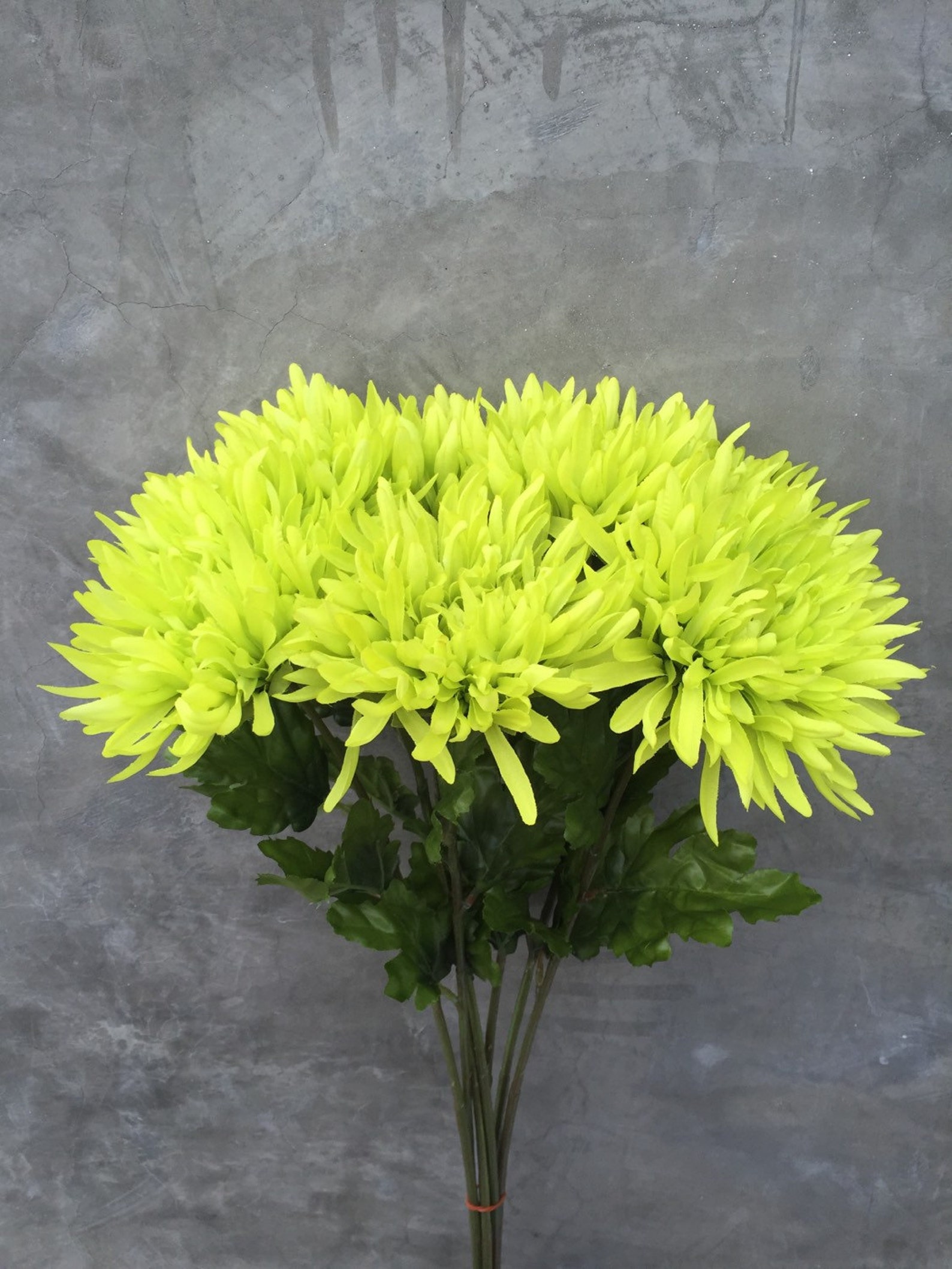 Lime green spider mums Spider Mums Mums Wedding Flowers | Etsy