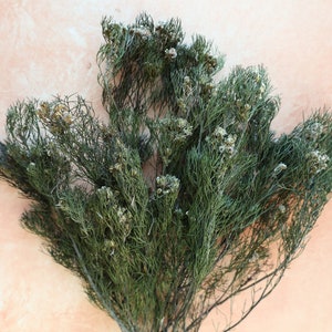 Serunia Bush, Dried Flowers, Serunia Preserved, Wedding flowers, Dried Serunia flowers,  fillers