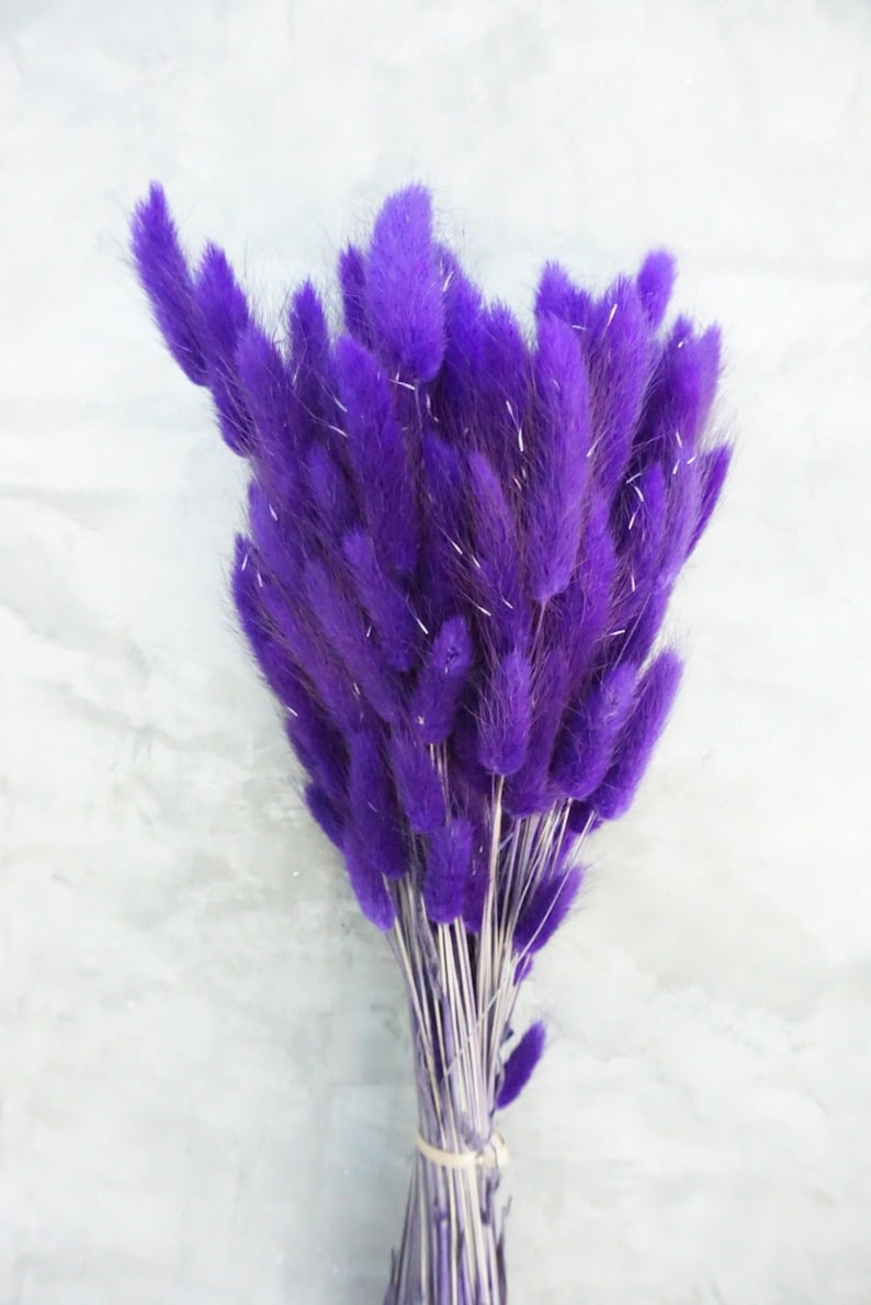 Lagurus Flower Bush, Dried Flowers, Wedding Flowers, Bunny tails flowers, Gift, Wedding Bouquet, Bridal Bouquet, Home Decor image 1