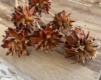 Natural Plumosum stems, Plumosum, Preserved Plumosum, Dried Plumosum, Dried Flowers, Home Decor, Wedding Flowers, Gifts