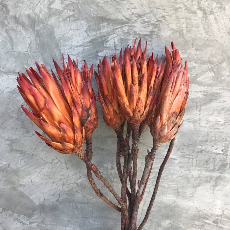 Dried Protea Repens Flowers Dried Flowers Wedding Flowers Etsy