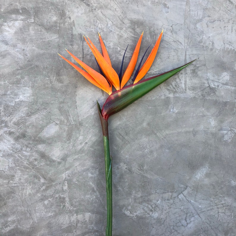 Bird of Paradise Flower, Artificial, Faux, Tropical Flower 36 Tall image 2