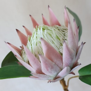 Artificial Queen Protea Flowers, Real Touch Flowers, Wedding flowers, Home decor, Bridal bouquet, bridesmaids bouquets, Flowers, Gift