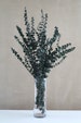 Preserved Eucalyptus Bush, Dried Flowers - 24 to 30' Tall 