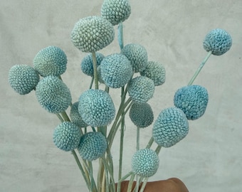 Light Blue Dried Craspedia Billy Balls, Wedding Flowers