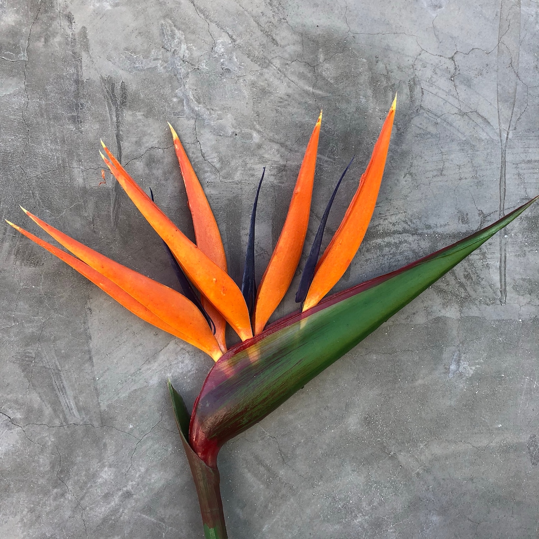 Bird of Paradise Flower, Artificial, Faux, Tropical Flower 36 Tall Etsy