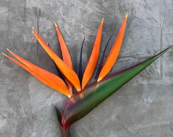 May include: A Bird of Paradise flower, featuring bright orange petals and a dark blue tongue. The flower has a green stem and leaf, set against a grey textured background. The flower's distinctive shape and colours create a striking floral display.