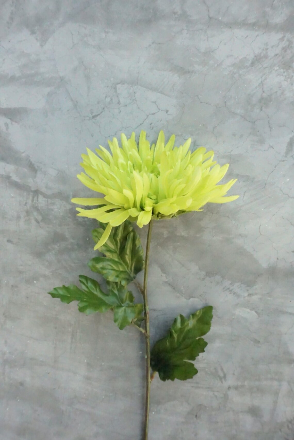 Lime green spider mums Spider Mums Mums Wedding Flowers Etsy