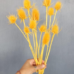 Dried Wild Teasel, Dried Flowers, Wedding flowers, Home decor, Thistle, Gift, Dried Pods, Wild Flowers, Bouquet, Boho Wedding, Centerpiece