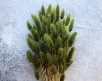 Lagurus Flower Bush, Dried Flowers, Wedding Flowers, Bunny tails flowers, Gift, Wedding Bouquet, Bridal Bouquet, Home Decor, Green Flower