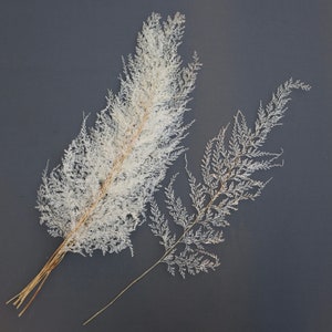 Bleached Preserved Lace Fern Leaves: Wedding Bouquet Supplies