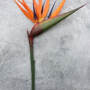 Bird of Paradise Flower, Artificial, Faux, Tropical Flower 36 Tall image 8