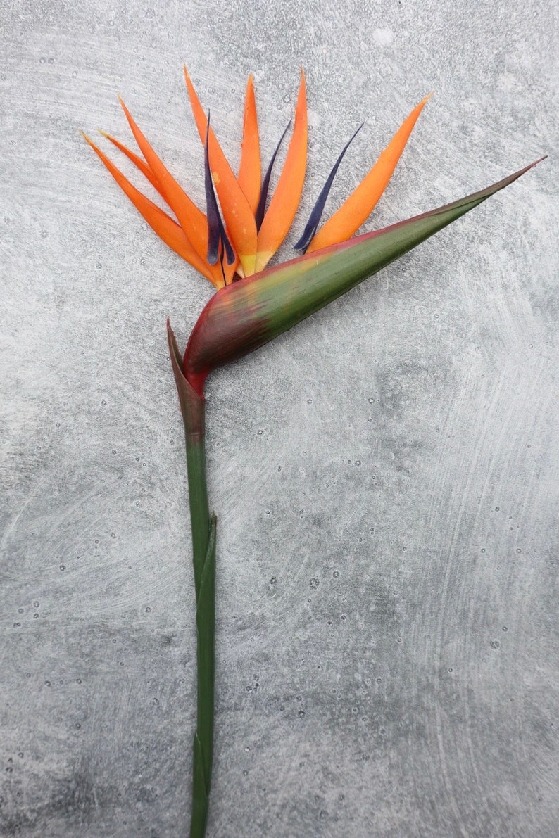 Bird of Paradise Flower, Artificial, Faux, Tropical Flower 36 Tall image 8