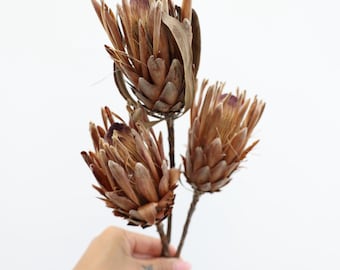Dried Protea Flowers, Dried Flowers, Wedding flowers, Home decor, Bridal bouquet, bridesmaids bouquets, Dried Protea Flowers, Gift