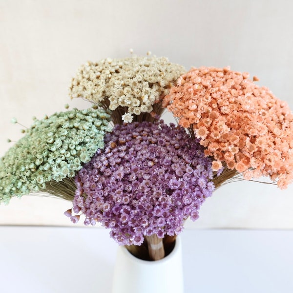 Pastel Dried star flowers, Dried Flowers, Wedding flowers, Flower bouquets, Home decor 12” tall
