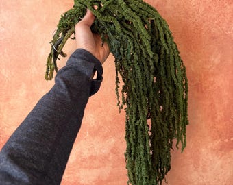 SALE! Amaranthus preserved  green