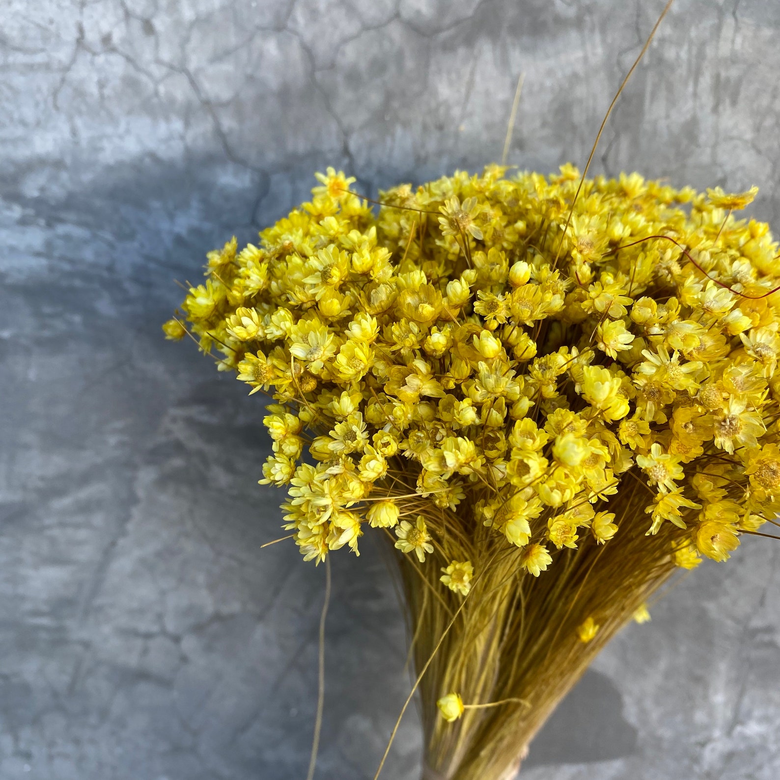 Dried Star Flowers Dried Flowers Wedding Flowers Flower Etsy