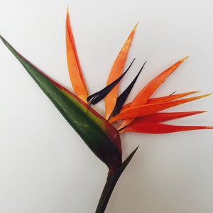 Bird of Paradise Flower, Artificial, Faux, Tropical Flower 36 Tall image 4