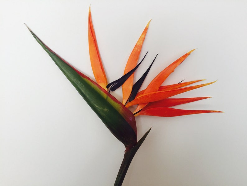 Bird of Paradise Flower, Artificial, Faux, Tropical Flower 36 Tall image 4