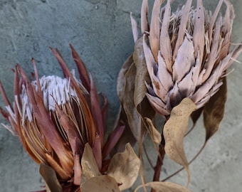 Dried Protea Flowers, 5stems Dried Florals by BLOOMINGFUL FLOWERS