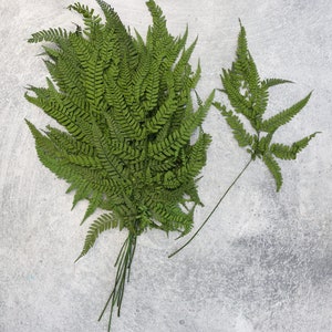 Preserved Fern Leaves: Green Dried Flowers, Wedding Decor