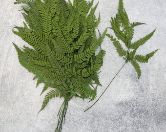 Preserved Fern Leaves: Green Dried Flowers, Wedding Decor