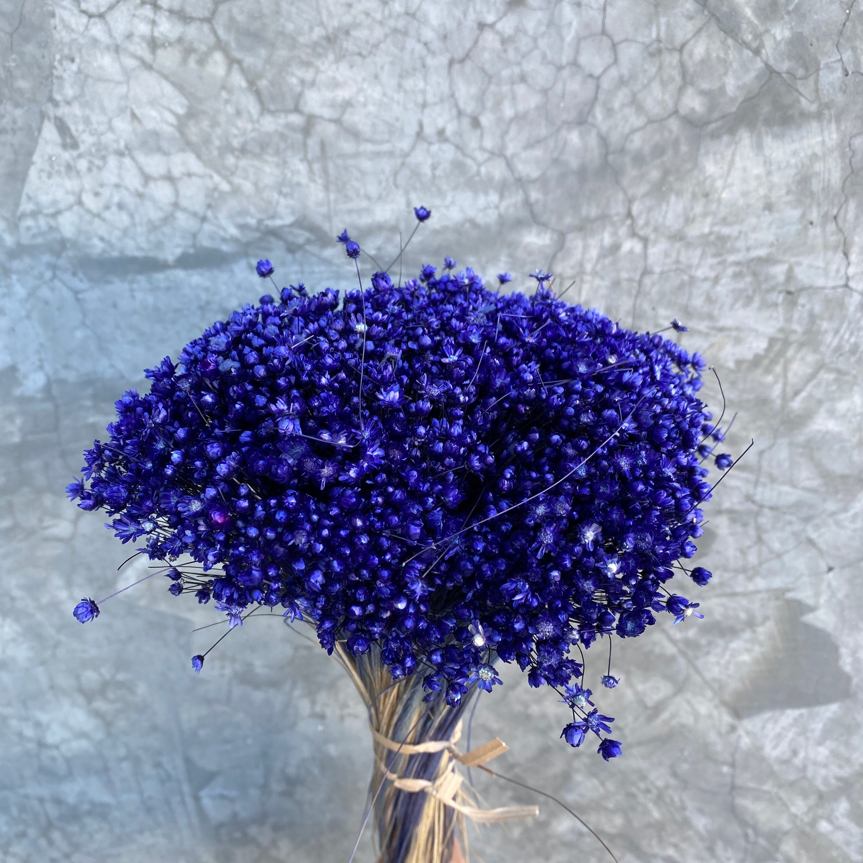Dried Star Flowers Dried Flowers Wedding Flowers Flower Etsy