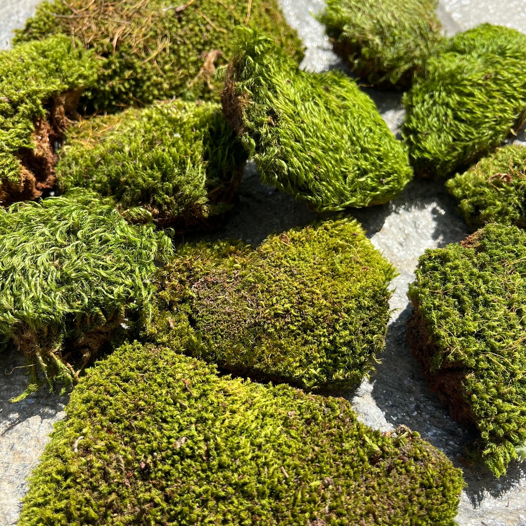 Mood Moss Cushion Moss Moss Pads Home Decor Garden Etsy