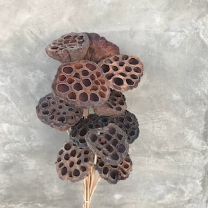 Lotus Pods, Dried Flowers, Dried Lotus Pods, Wedding Flowers, Home Decor - 18" to 20" Tall